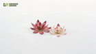 Gamers Guild AZ GamersGrass GamersGrass: Laser Plants - Lotus Flower GamersGrass