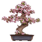 Gamers Guild AZ Robotime 3D Puzzle Creation Set: Sakura Bonsai ACD Distribution